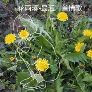 花雨溪的专辑最后一首情歌