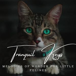 Tranquil Keys for Curious Kittens: Meditative Piano Melodies