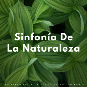 La Lluvia Suena Expertos en Naturaleza的专辑Sinfonía De La Naturaleza: Una Experiencia De Día Lluvioso Con Búhos