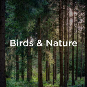 收聽BodyHI的Peaceful Nature Sounds歌詞歌曲
