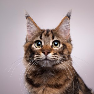 Música para cenar bien的專輯Gracia Felina: Música Serena Para Gatos