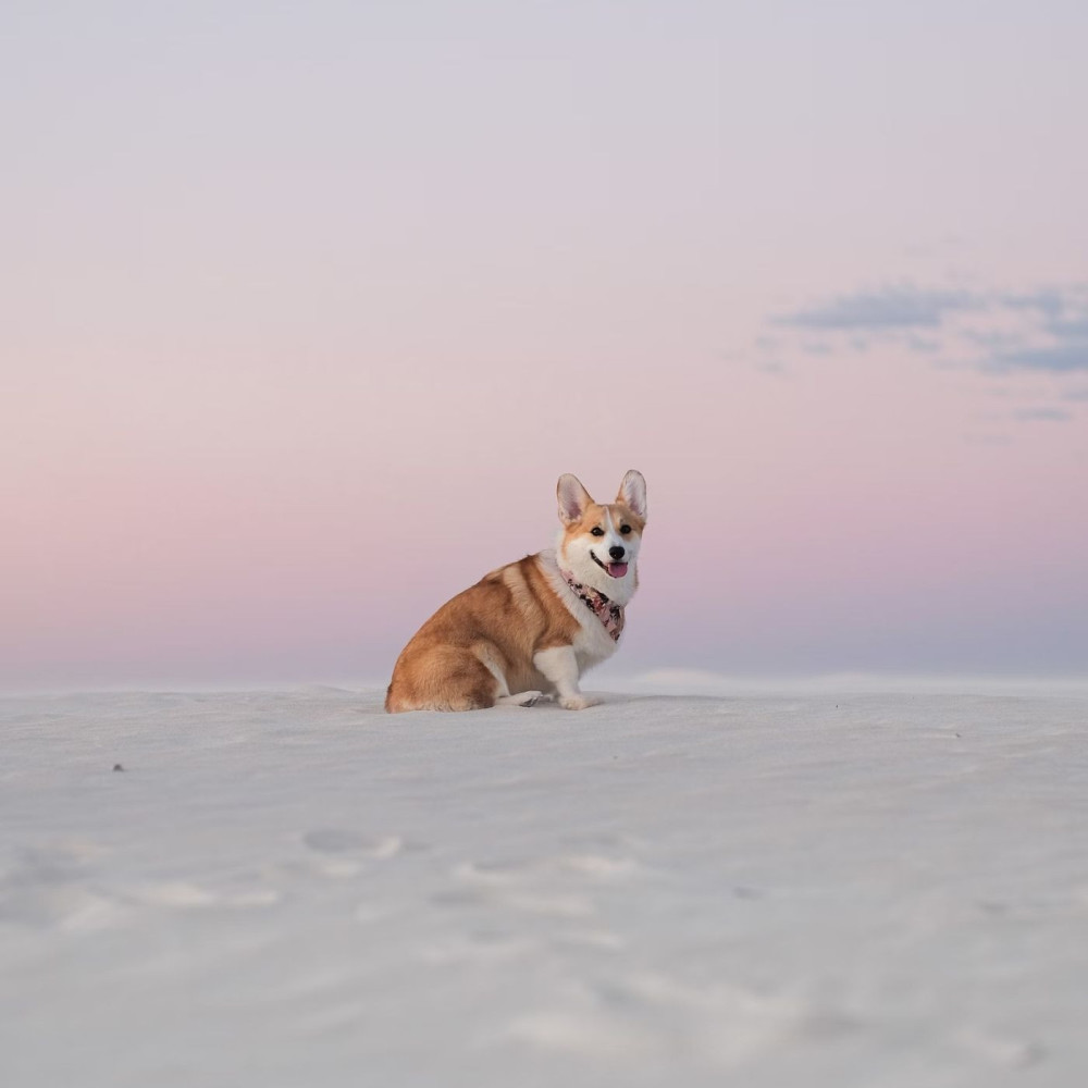 Serene Doggy Dreamscape