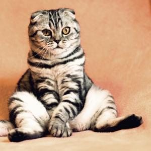 GurtyBeats的專輯The Cat Strut