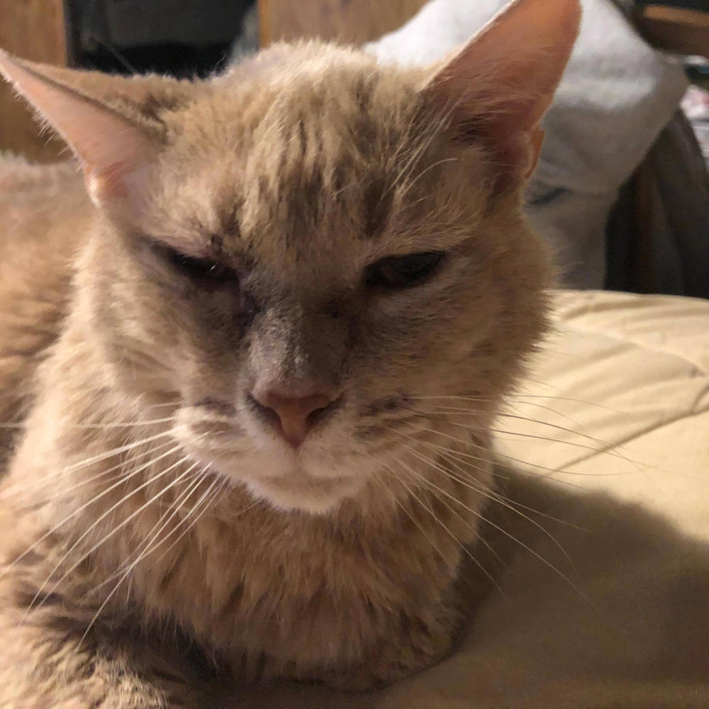 Meow Meow Meow (Freestyle) (Explicit)