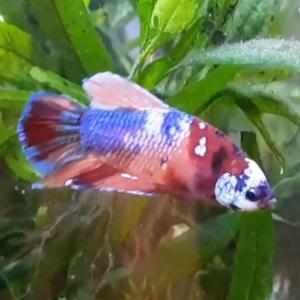 Listen to FISH song with lyrics from Man In A Coffin