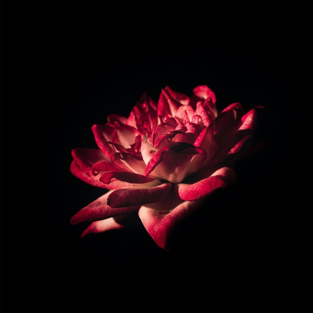 defalarca (Explicit)