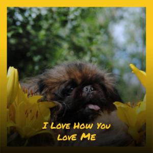 อัลบัม I Love How You Love Me ศิลปิน Various Artist
