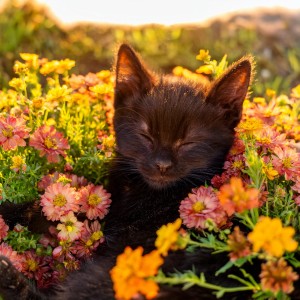 default playlist img