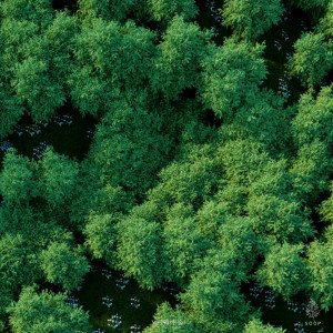 클래식의 숲 (Classic Forest) dari Norwegian Wood