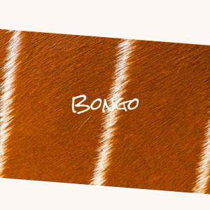 Various Artists的專輯Bongo