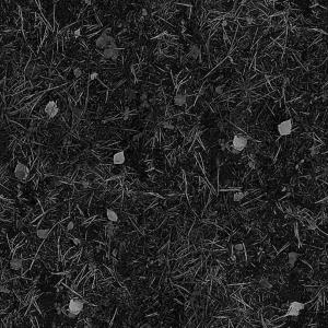 Tenement的專輯In the Ground
