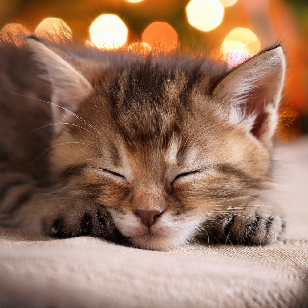 Serenidad Felina Con Pensamientos Equilibrados