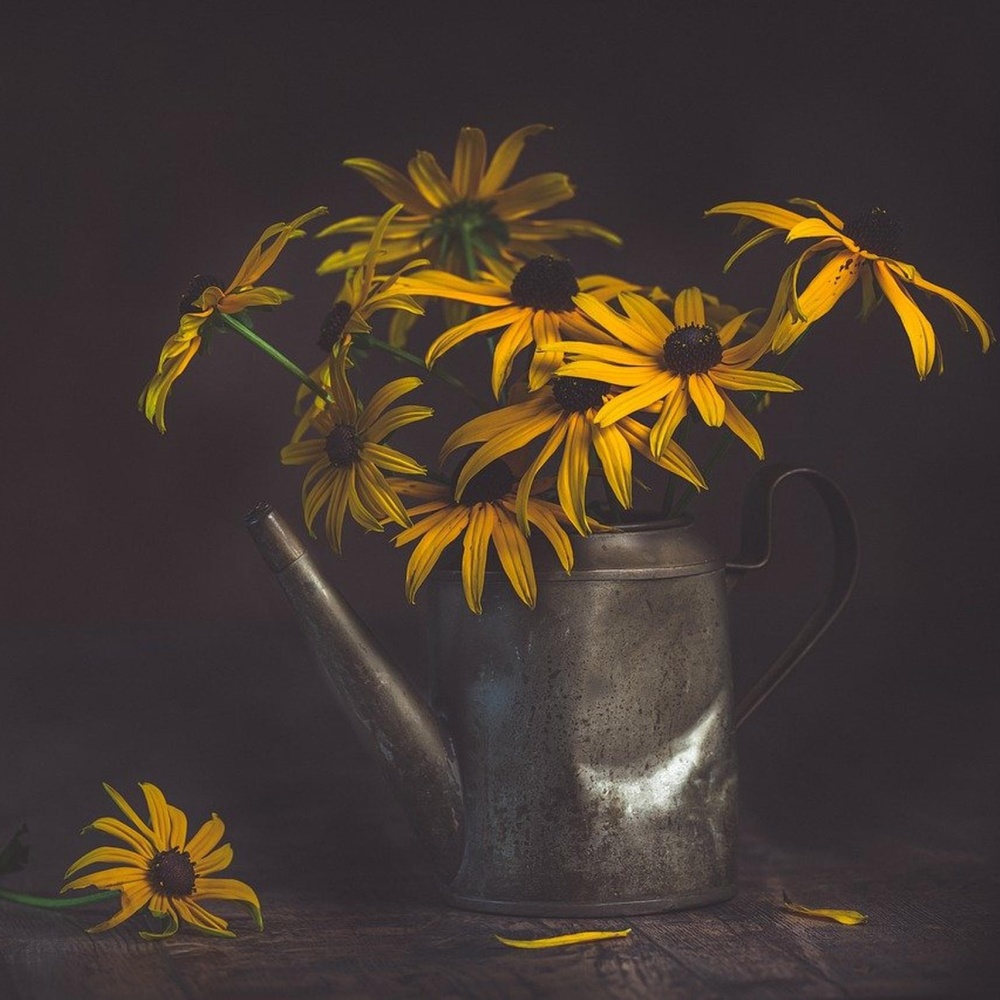 Bloom