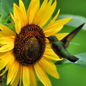 Listen to Altar song with lyrics from Fernando Beltran