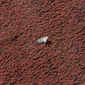 Listen to Мёртвый сезон song with lyrics from Parks, Squares and Alleys