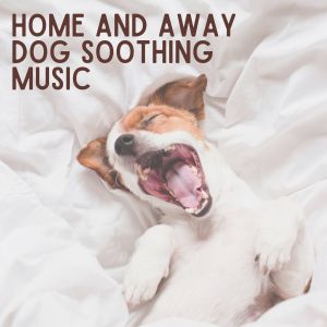 Album Home and Away Dog Soothing Music from Music For Dogs