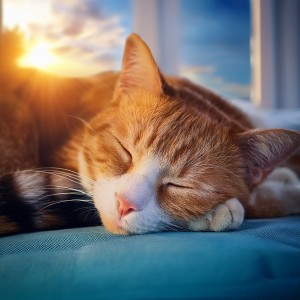 อัลบัม Música Para Gatos: Melodías Suaves Para La Relajación Felina ศิลปิน Gatos Calmantes