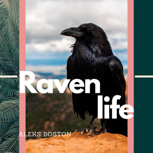 收聽Aleks Boston的Raven Spring Waltz歌詞歌曲