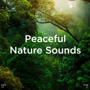 Yoga的專輯!!" Peaceful Nature Sounds "!!
