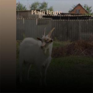 Album Plain Brute from Cian Parem
