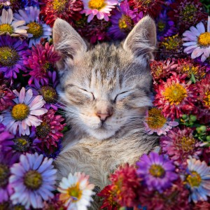 default playlist img