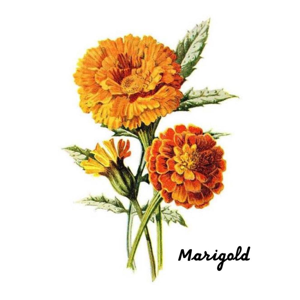 MARIGOLD (feat. Ultra Yellow) (Explicit)