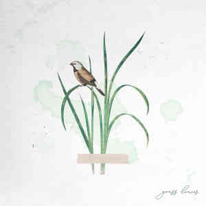 Album grass leaves from T.check