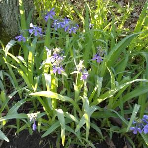 收聽Paul Davidson的Schubert Ave Maria歌詞歌曲