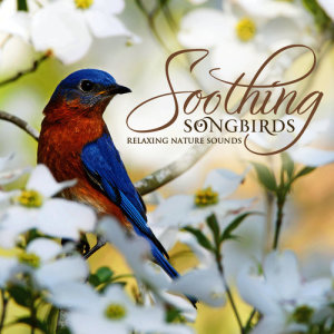 收聽Soothing Songbirds的Canada Warbler (Wood Thrush)歌詞歌曲