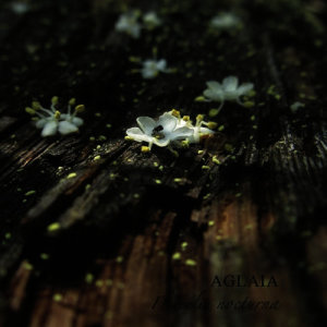 ดาวน์โหลดและฟังเพลง Silene nocturna พร้อมเนื้อเพลงจาก Aglaia
