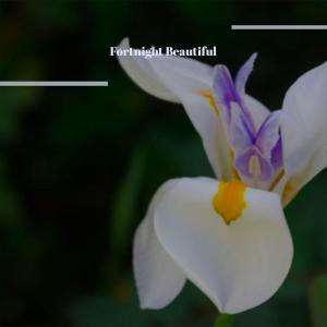 ดาวน์โหลดและฟังเพลง Author Mont พร้อมเนื้อเพลงจาก Edon Dedi