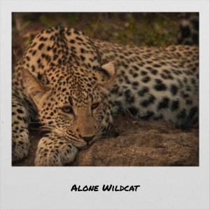 Listen to Alone Wildcat song with lyrics from Oded Hman
