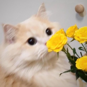 Album 如果遗憾如影随形 from 泉奈