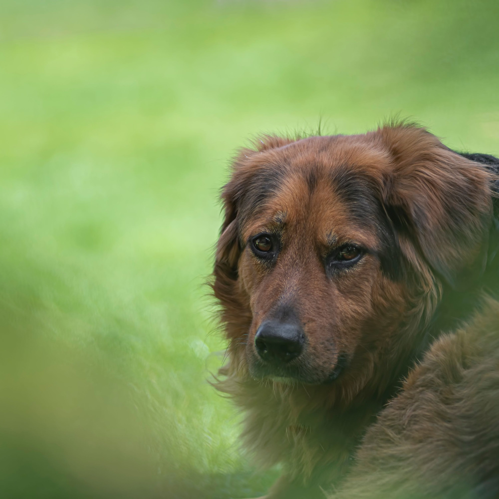 Music for Canine Comfort