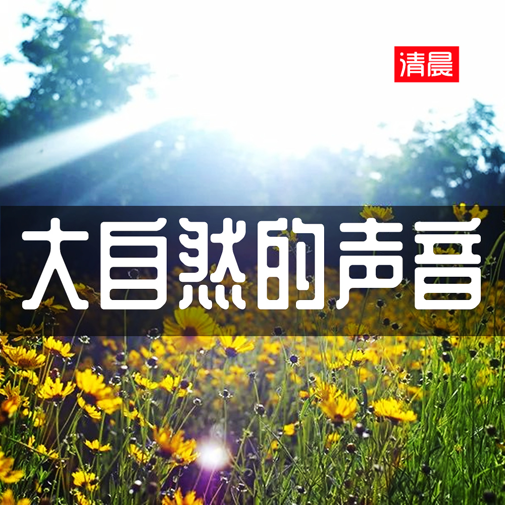 大自然的声音（清晨）
