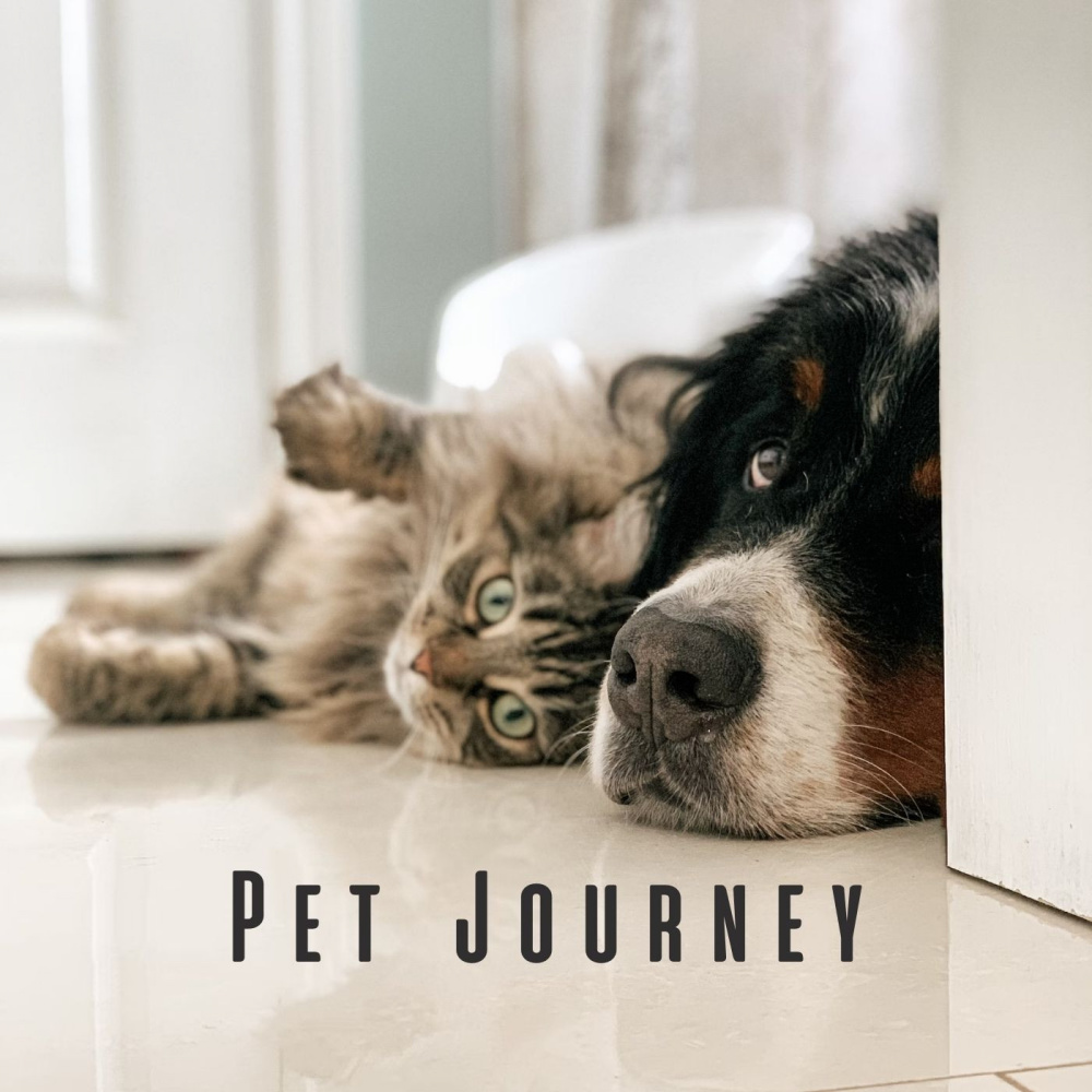 Lofi Ambient Pet Serenity