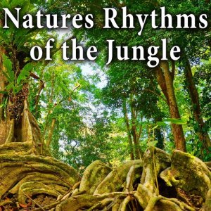 收聽Wildlife Bill的Jungle Sounds from the Amazon for Natural Relaxation and Calm Thoughts歌詞歌曲