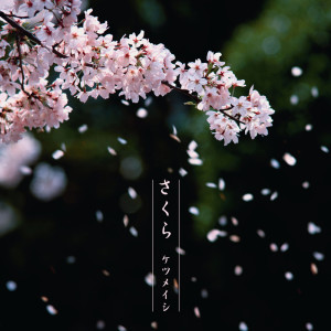 Dengarkan さくら lagu dari Senna Obtusifolia dengan lirik