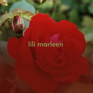 ดาวน์โหลดและฟังเพลง Lili Marleen พร้อมเนื้อเพลงจาก Billy Vaughn