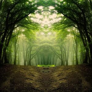 DolbyPluie的專輯Cœur de la Forêt Éternelle