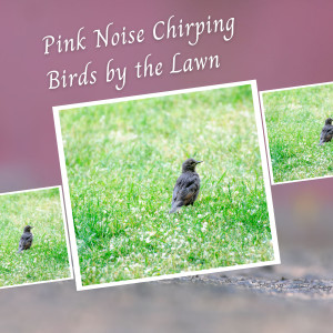 อัลบัม Pink Noise Chirping Birds by the Lawn - 3 Hours ศิลปิน Birds In The Forest