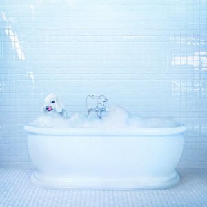 ดาวน์โหลดและฟังเพลง Being Alive (其他) พร้อมเนื้อเพลงจาก Frankie Cosmos