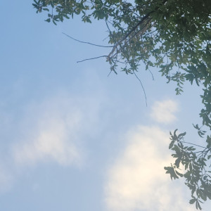 Dengarkan Coffin (Explicit) lagu dari CardingFraud dengan lirik