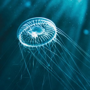 约翰.刘易斯的专辑Awareness