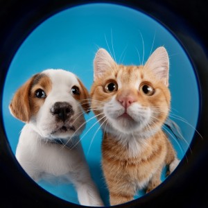 ดาวน์โหลดและฟังเพลง Terapia Silenciosa Para El Confort De Mascotas พร้อมเนื้อเพลงจาก Paz para animales