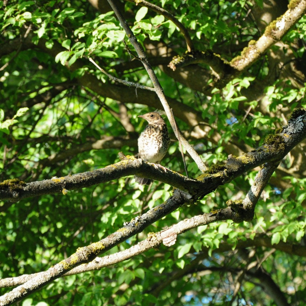 Soothing Birdsong