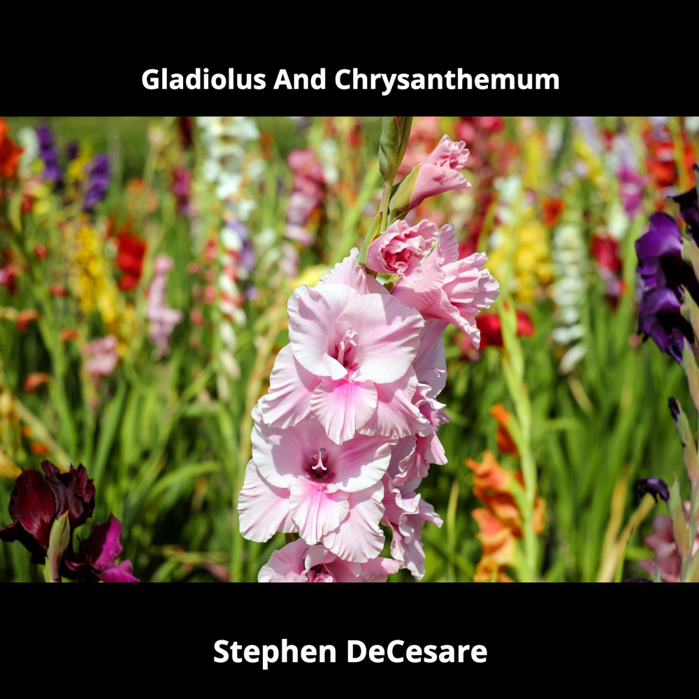 Gladiolus and Chrysanthemum