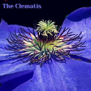 Album The Clematis oleh Hai XoAn
