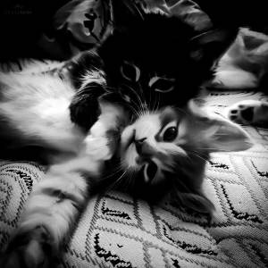 ดาวน์โหลดและฟังเพลง se piensa พร้อมเนื้อเพลงจาก J13