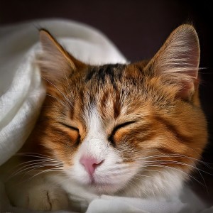 ดาวน์โหลดและฟังเพลง Soothing Pet Sounds พร้อมเนื้อเพลงจาก Pet Music World